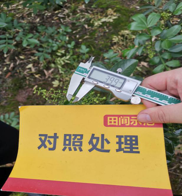 对照田花椒.png