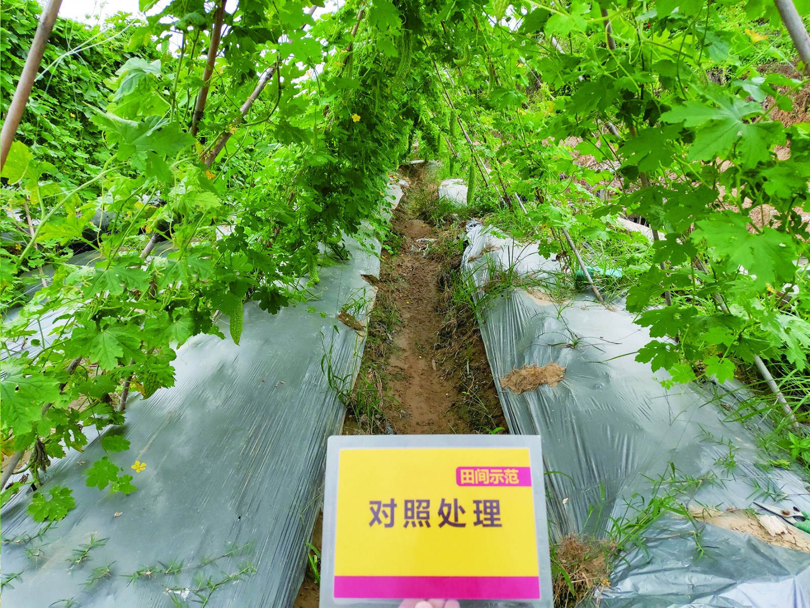 对照田苦瓜ssss_meitu_5.jpg