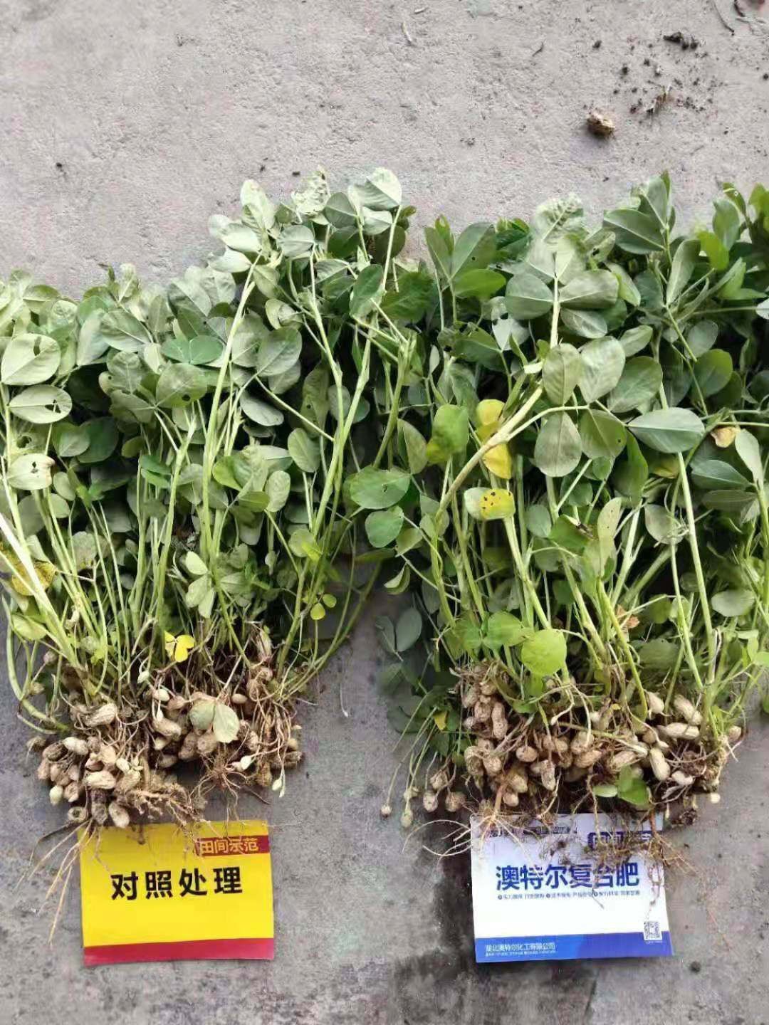 花生收获时对比.jpg