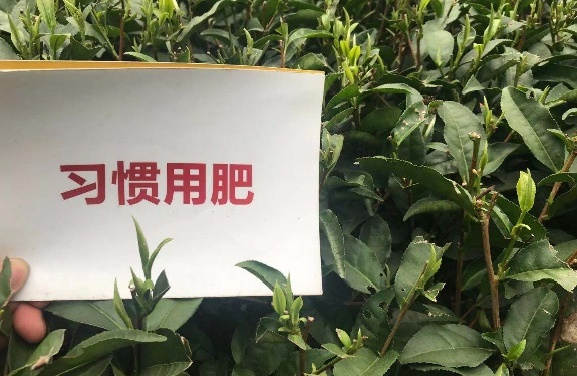 3月份春茶部分对比效果近景.jpg