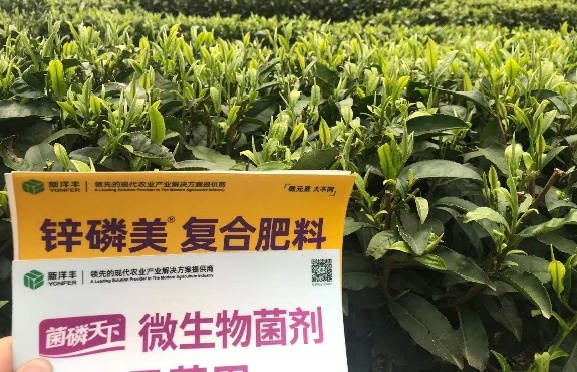 3月份春茶部分示范效果.jpg