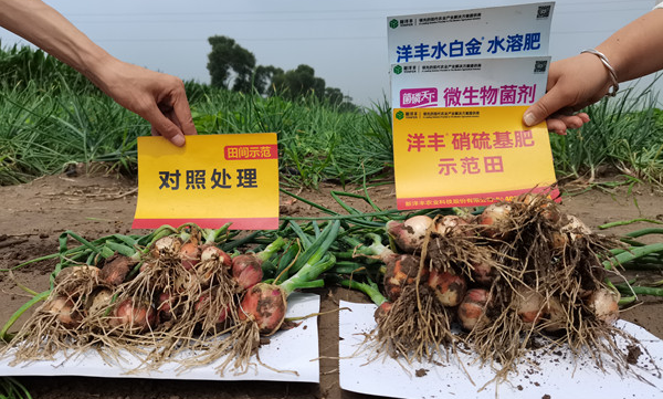 三株毛葱分蘖数及根系对比_副本.jpg