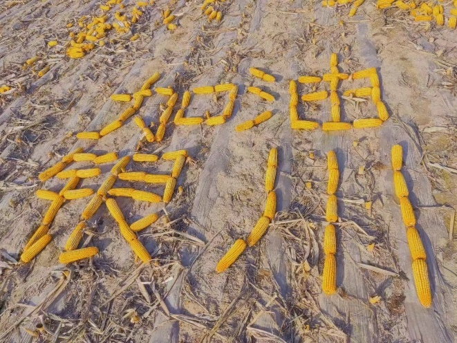 营销团队与经销商及农户一同为银川加油.png