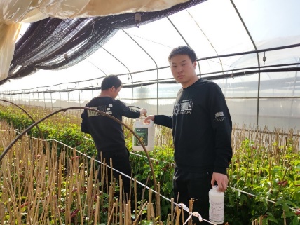 2月17日使用洋丰硫50亿菌剂.jpg