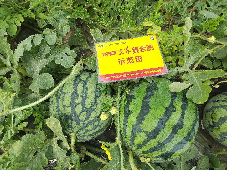 示范西瓜个头大、卖相好.jpg