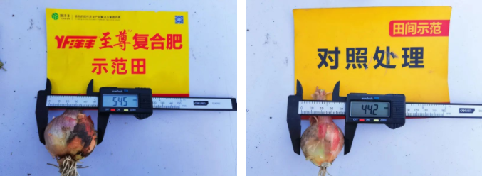 葱头直径对比.png